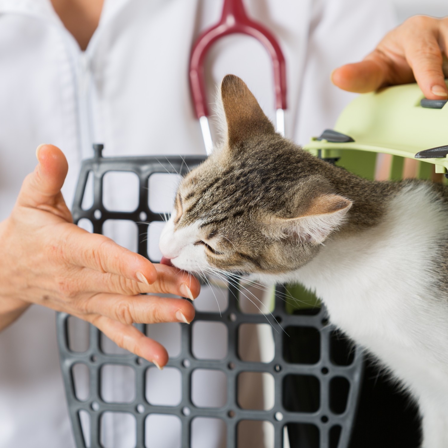 Veterinarian and cat in a carrier