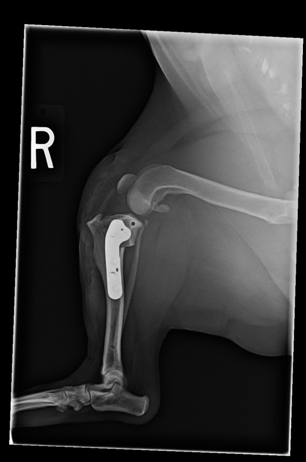 TPLO surgery x-ray side view