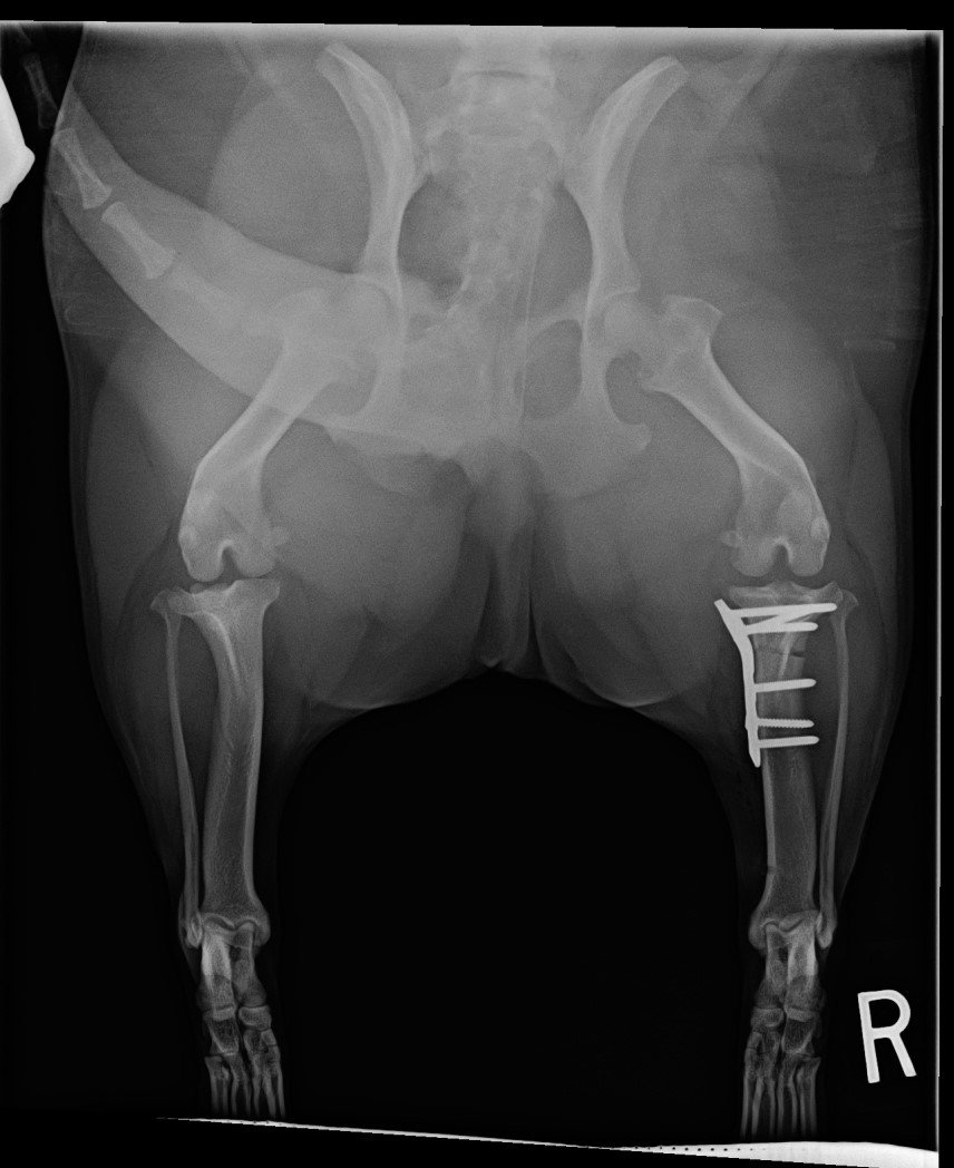 TPLO surgery x-ray rear view
